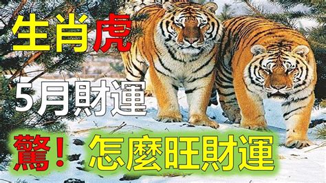 屬虎2023下半年運勢|【虎】詹惟中 2023 生肖整體運勢：事業、愛情、財富、健康 完整。